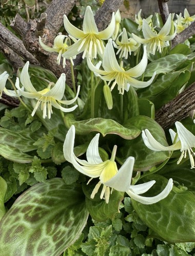 Erythronium oregonum x10 - erythronium, seeds
