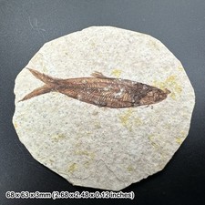 Fish fossil - eocene period