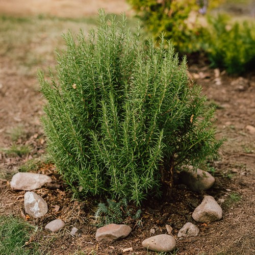 Rosemary plug plants - rosemary,