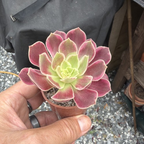 Aeonium wedding dress - wedding,