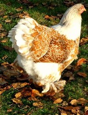 10 (no) hatching eggs Brahma sparrowhawk large breed