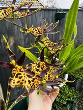 Brassia hybrid Orchid