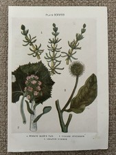 Antique Print Mare’s Tail