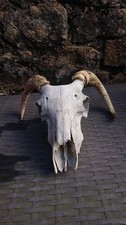 Real Sheep Skull With Horns