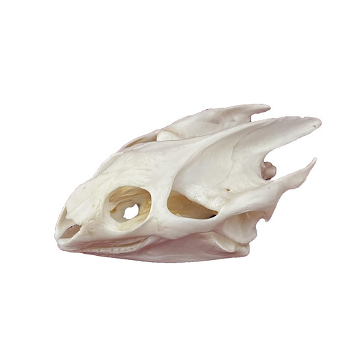 Taxidermy real animals skulls - taxidermy,