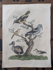 Antique c1830 Natural History