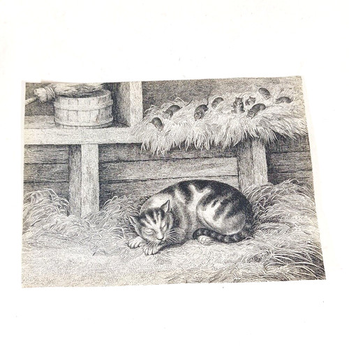 Antique cat and wary - and,
