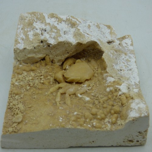 Pleistocene fossil freshwater - pleistocene,