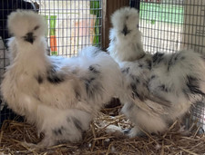 6X Fresh Poultry Chicken Eggs (L/F)