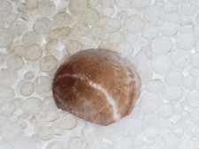 CREPIPATELLA DILATA SPECIAL COLOUR