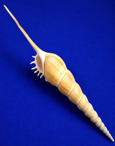 Tibia fusus spider shell - 9",