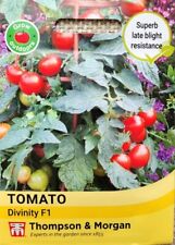 LARGE CHERRY TOMATO SEEDS -