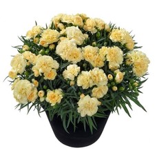 Dianthus Sunflor 'Amber' Pinks