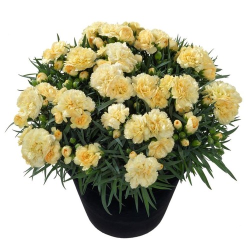 Dianthus sunflor amber pinks - dianthus,