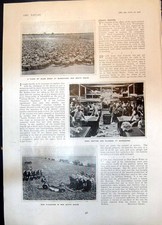 Old Sheep Disc Ploughing Wool Sorting N South Wales Tyndale White 190 Victorian