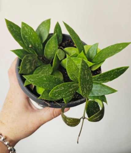 Hoya gracilis pot cm - gracilis,