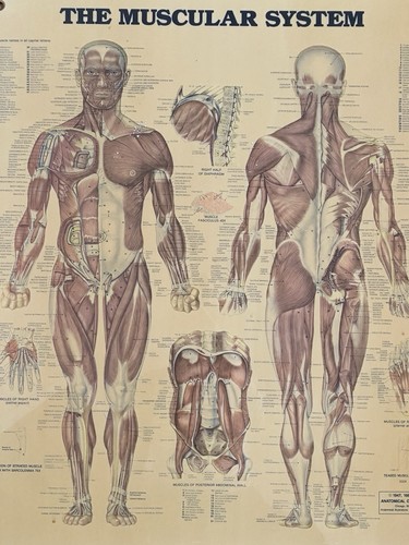 Vtg medical poster - poster, anatomical