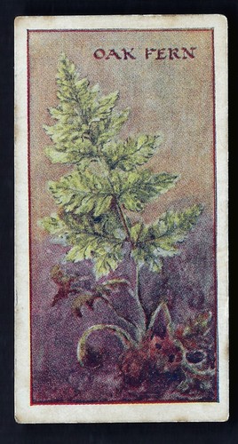 Pascall devon ferns - -, #29