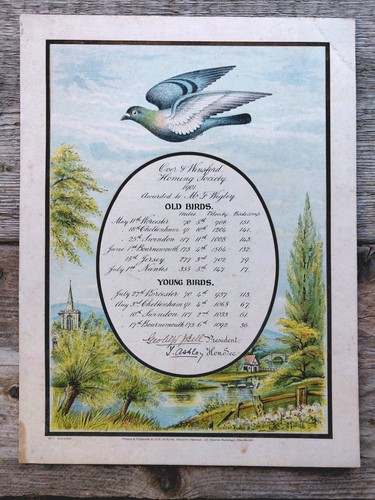 Antique 1901 pigeon racing - 1901,