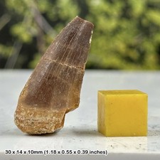Genuine mosasaur tooth fossil - dinosaur/reptile - morocco, cretaceous