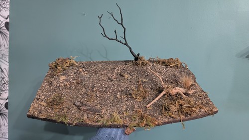 Taxidermy groundwork skulls - groundwork,,