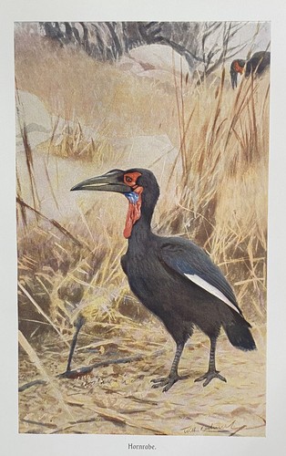 Original print fauna - original, fauna: