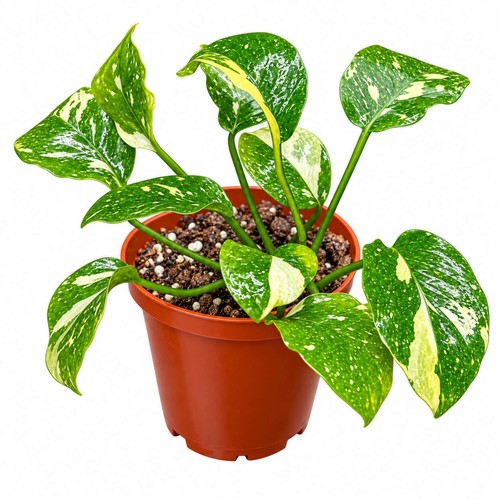 Anubias new marble - anubias,