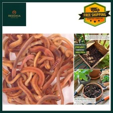 Composting Red Wiggler