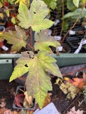 Silver Maple tree saplings/ Ornamental, Garden Tree, Bonsai large