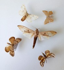Moth Collection Set x6 (A2) Old Vintage Entomology Ideal For Framing. 