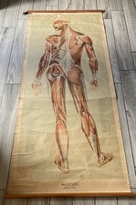 Large c.1950’s Anatomy of
