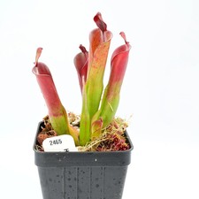 Heliamphora "aff parva" BCP  -
