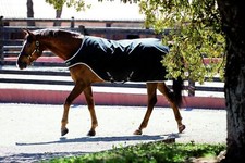 Horseware Amigo Walker Rug 