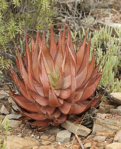 Aloe microstigma red - aloe,