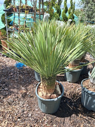 Yucca rostrata plant - yucca,