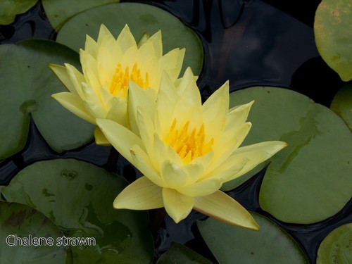 Chalene straw water lily - chalene,