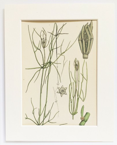 Stonewort james sowerby - james,