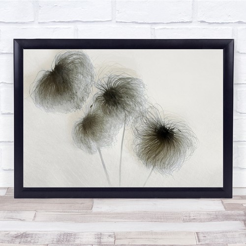 Clematis seeds seed boxes - seeds,