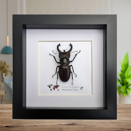 Framed lucanus fryi stag - framed,