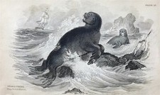 Sea-Bear Naturalist Library by