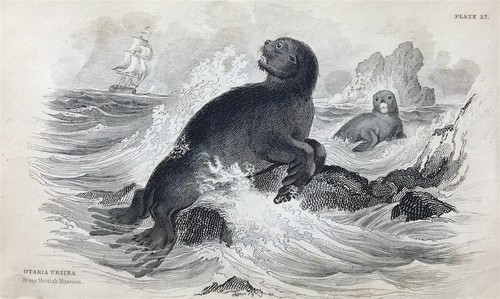 Sea bear naturalist library - sea-bear,