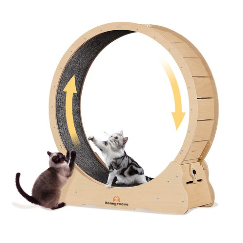 Indoor cat exercise - indoor,