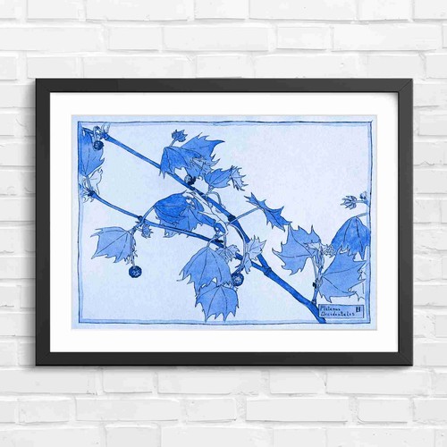 Botanical sycamore branch - botanical,