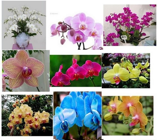 Mixture rare kinds of - mixture,