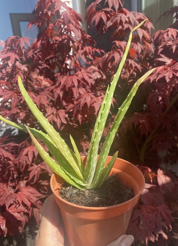 Aloe vera plant easy care - easy, |