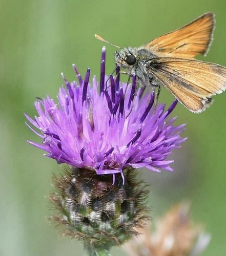 Bare root centaurea - x,