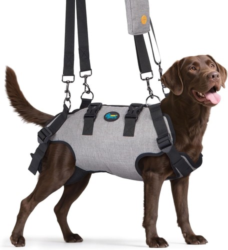Dog mobility support - dog,