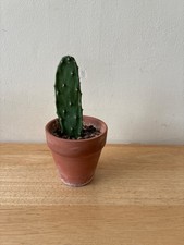 PRICKLY PEAR  CACTI PLANT  Opuntia FicusIni approximately  4 inches