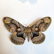 Brahmaea SP. the owl moth set