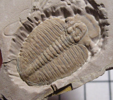 Cambrian Elrathia kingi